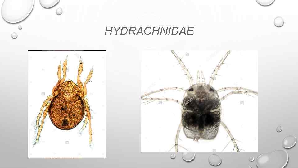 HYDRACHNIDAE 