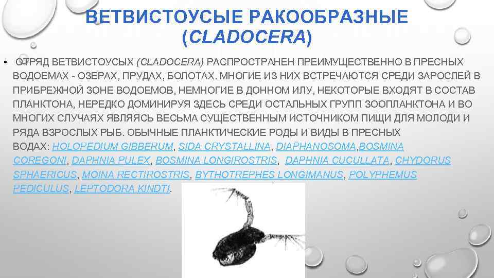 ВЕТВИСТОУСЫЕ РАКООБРАЗНЫЕ (CLADOCERA) • ОТРЯД ВЕТВИСТОУСЫХ (CLADOCERA) РАСПРОСТРАНЕН ПРЕИМУЩЕСТВЕННО В ПРЕСНЫХ ВОДОЕМАХ - ОЗЕРАХ,