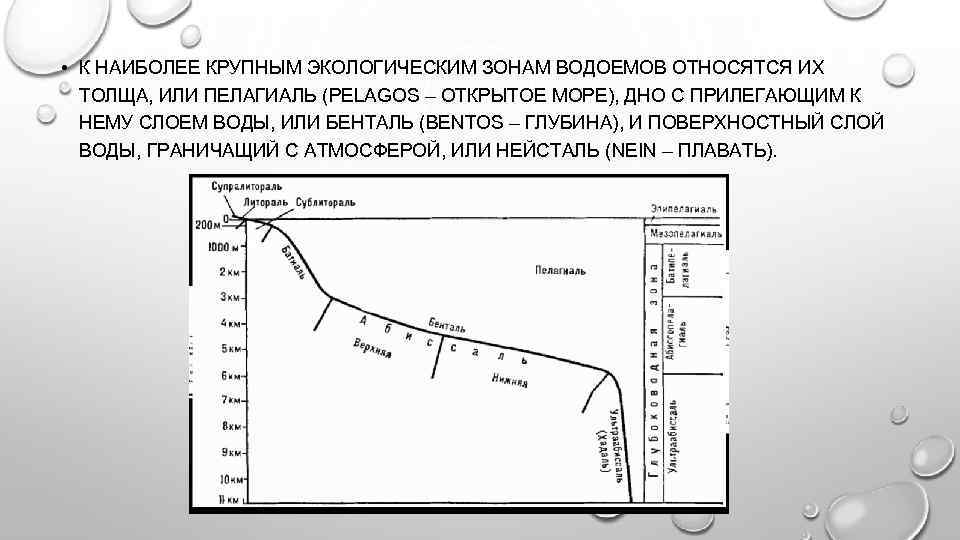  • К НАИБОЛЕЕ КРУПНЫМ ЭКОЛОГИЧЕСКИМ ЗОНАМ ВОДОЕМОВ ОТНОСЯТСЯ ИХ ТОЛЩА, ИЛИ ПЕЛАГИАЛЬ (PELAGOS