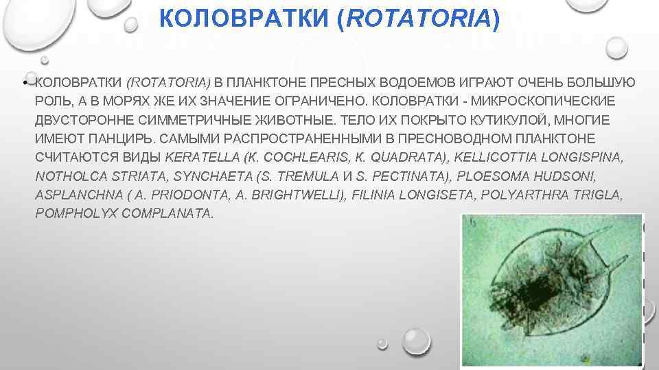 КОЛОВРАТКИ (ROTATORIA) • КОЛОВРАТКИ (ROTATORIA) В ПЛАНКТОНЕ ПРЕСНЫХ ВОДОЕМОВ ИГРАЮТ ОЧЕНЬ БОЛЬШУЮ РОЛЬ, А