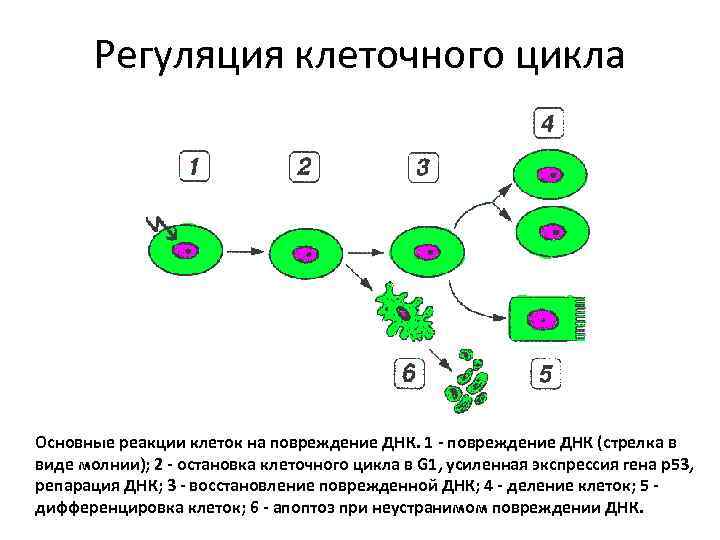 Регуляция клеточного цикла Основные реакции клеток на повреждение ДНК. 1 - повреждение ДНК (стрелка