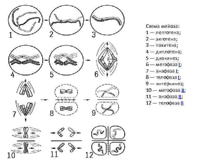 Схема мейоза: 1 — лептотена; 2 — зиготена; 3 — пахитена; 4 — диплотена;