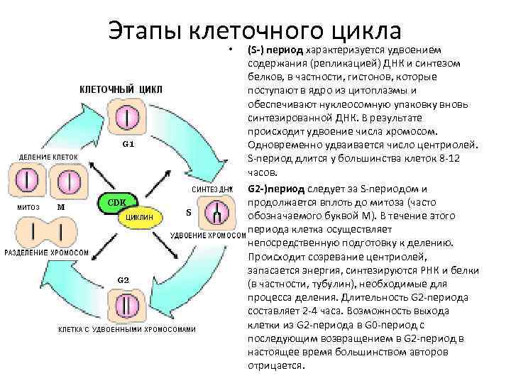 Этапы клеточного цикла • • (S-) период характеризуется удвоением содержания (репликацией) ДНК и синтезом