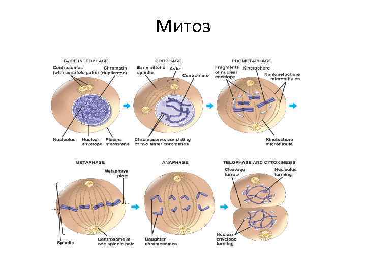 1 жизненный цикл клетки митоз. Жизненный цикл клетки митоз схема. Схема клеточного цикла митоза. Митоз g1. Синтетический период митоза.