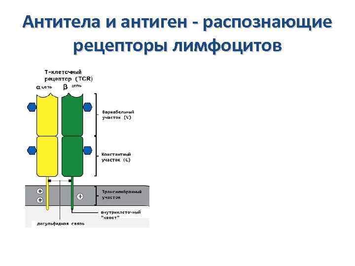 Антитела и антиген - распознающие рецепторы лимфоцитов 