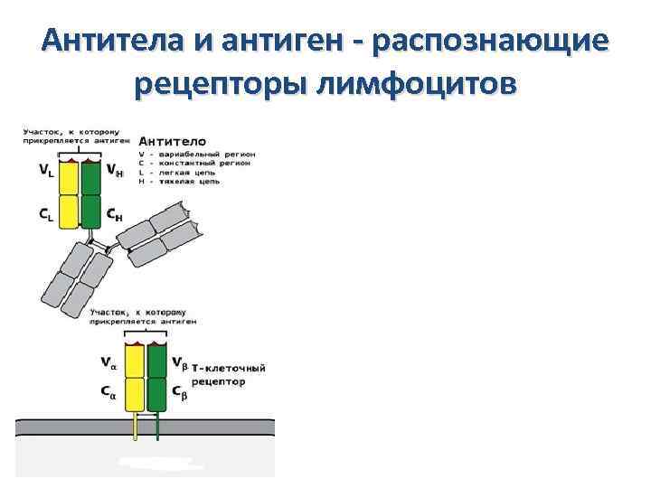 Антитела и антиген - распознающие рецепторы лимфоцитов 