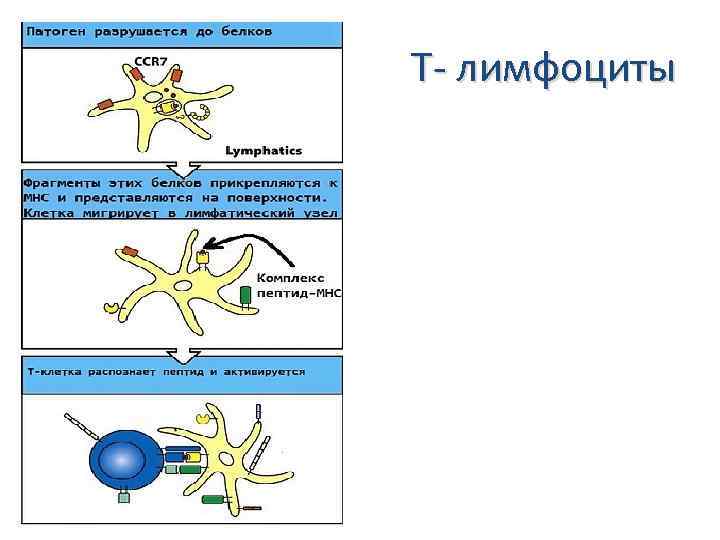Т- лимфоциты 