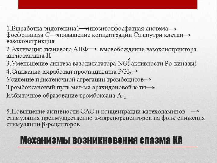 1. Выработка эндотелина 1 инозитолфосфатная система фосфолипаза С повышение концентрации Са внутри клетки вазоконстрикция