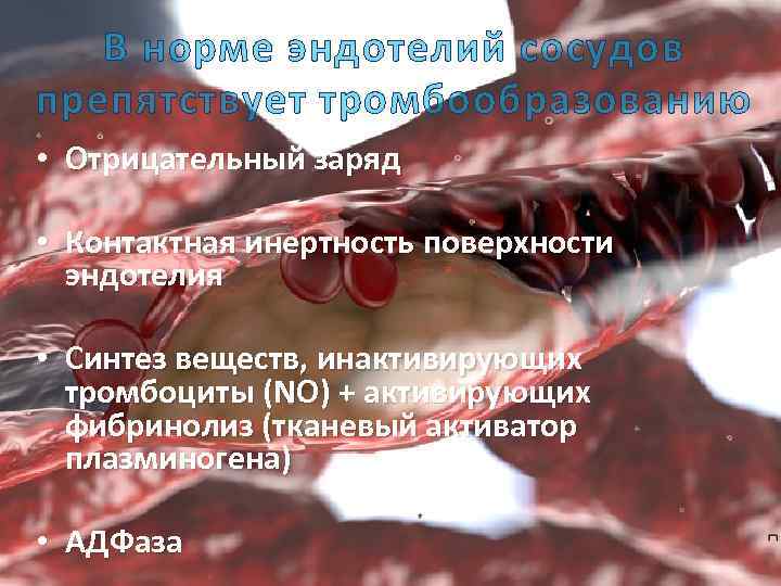 В норме эндотелий сосудов препятствует тромбообразованию • Отрицательный заряд • Контактная инертность поверхности эндотелия