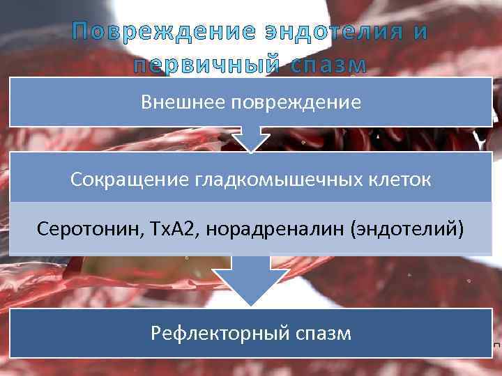 Повреждение эндотелия и первичный спазм Внешнее повреждение Сокращение гладкомышечных клеток Серотонин, Тх. А 2,