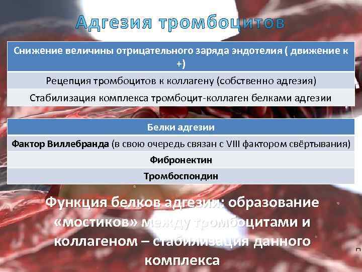 Адгезия тромбоцитов Снижение величины отрицательного заряда эндотелия ( движение к +) Рецепция тромбоцитов к