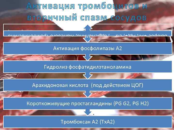 Активация тромбоцитов и вторичный спазм сосудов Активация фосфолипазы А 2 Гидролиз фосфатидилэтаноламина Арахидоновая кислота