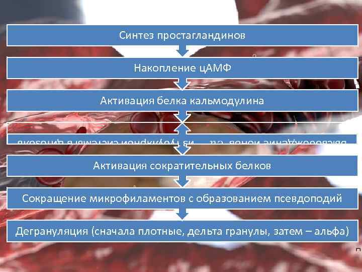 Синтез простагландинов Накопление ц. АМФ Активация белка кальмодулина Активация сократительных белков Сокращение микрофиламентов с