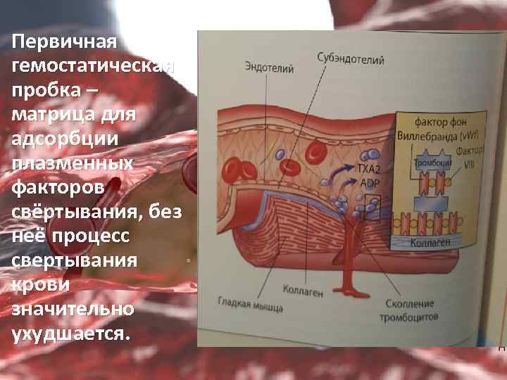 Первичная гемостатическая пробка – матрица для адсорбции плазменных факторов свёртывания, без неё процесс свертывания