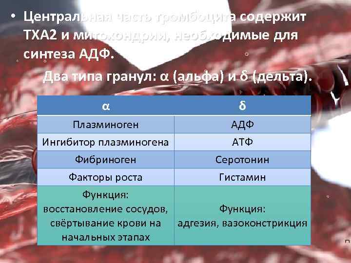  • Центральная часть тромбоцита содержит ТХА 2 и митохондрии, необходимые для синтеза АДФ.