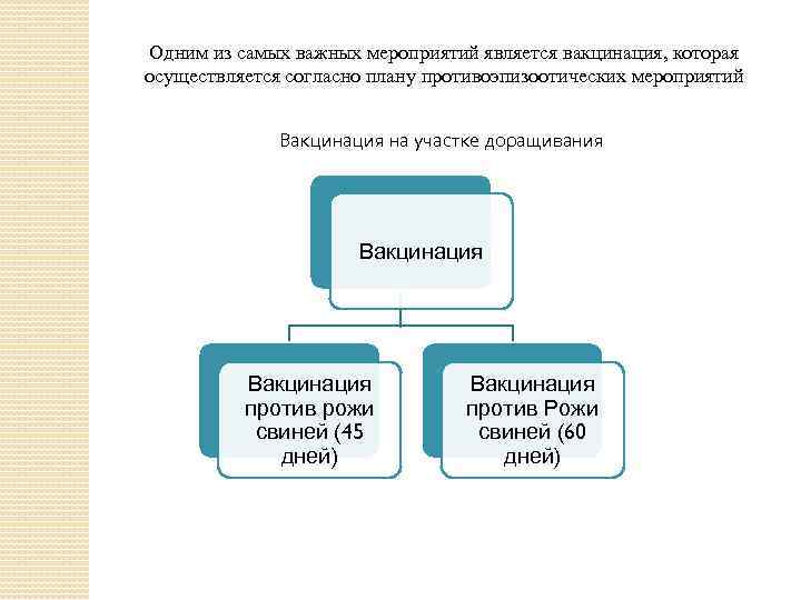 Одним из самых важных мероприятий является вакцинация, которая осуществляется согласно плану противоэпизоотических мероприятий Вакцинация