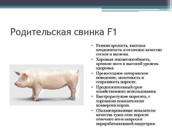 Родительская свинка F 1 • Ранняя зрелость, высокая плодовитость и отличное качество сосков и