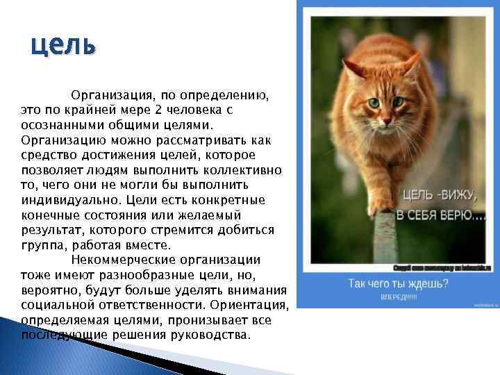 цель Организация, по определению, это по крайней мере 2 человека с осознанными общими целями.