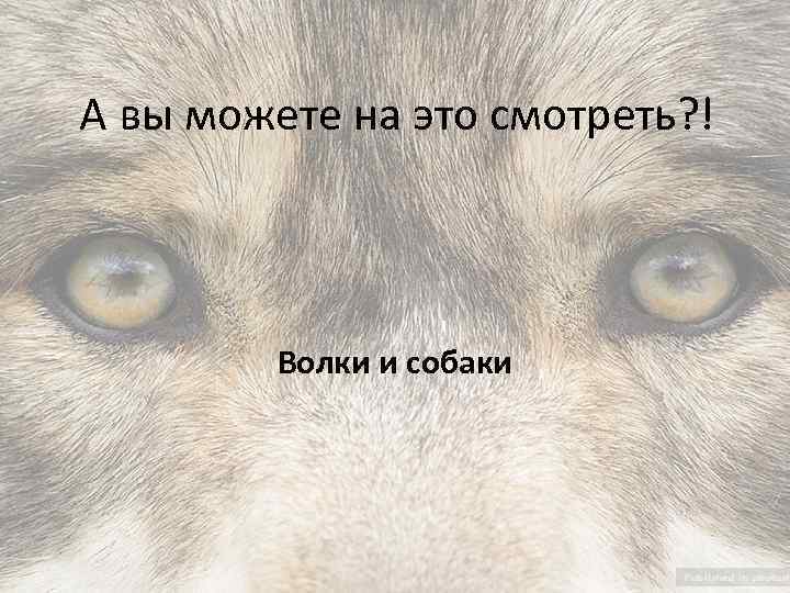 А вы можете на это смотреть? ! Волки и собаки 