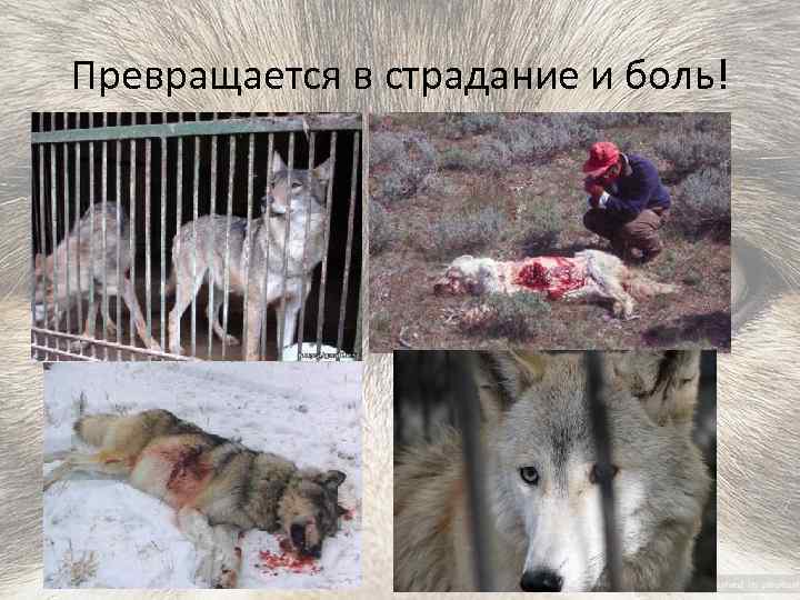 Превращается в страдание и боль! 