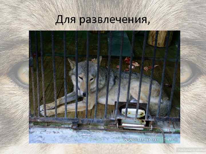 Для развлечения, 