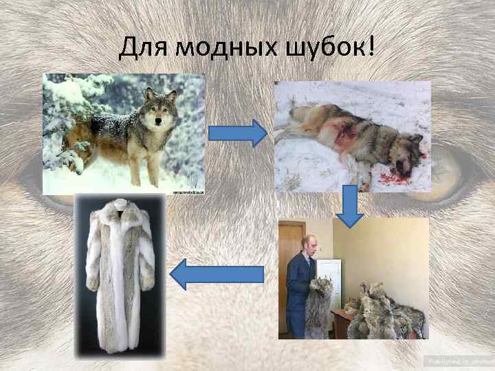 Для модных шубок! 