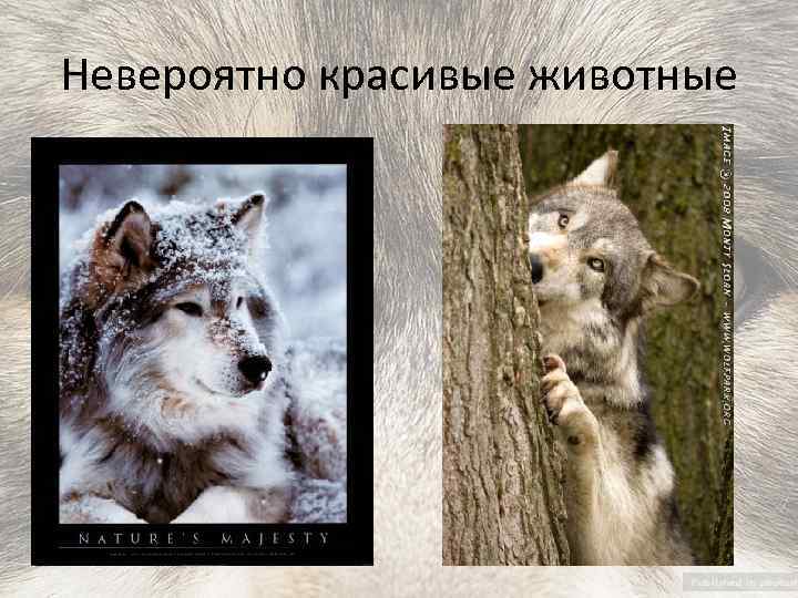 Невероятно красивые животные 