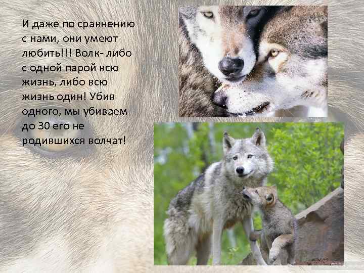 И даже по сравнению с нами, они умеют любить!!! Волк- либо с одной парой