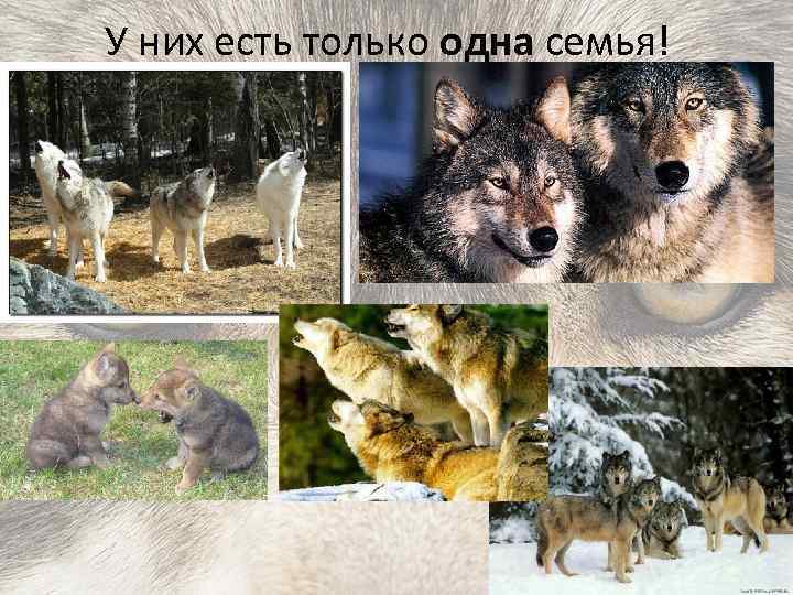 У них есть только одна семья! 