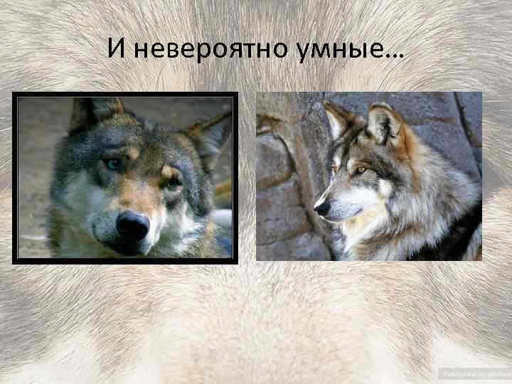 И невероятно умные… 