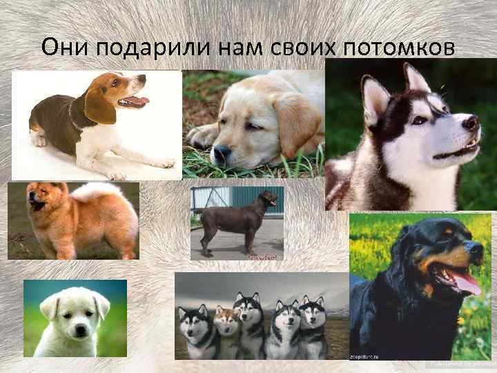 Они подарили нам своих потомков 