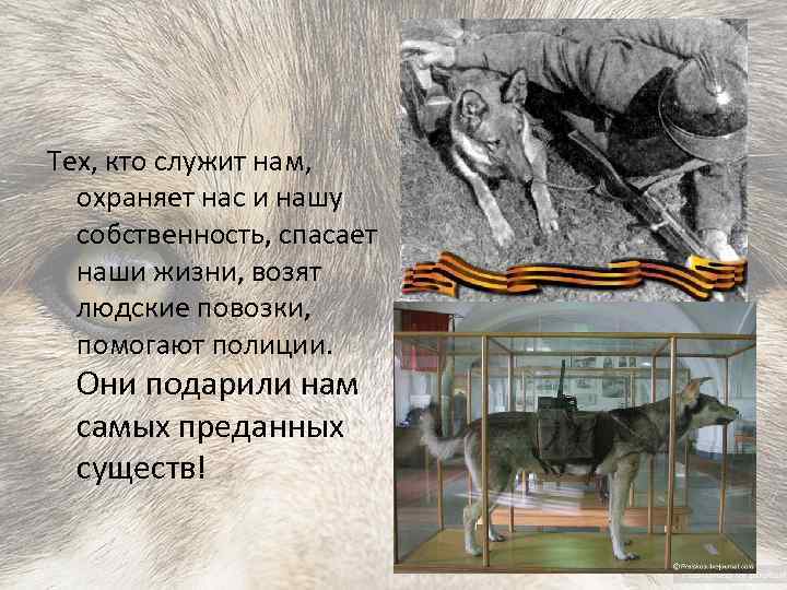 Тех, кто служит нам, охраняет нас и нашу собственность, спасает наши жизни, возят людские