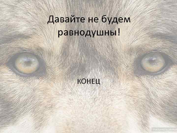 Давайте не будем равнодушны! КОНЕЦ 