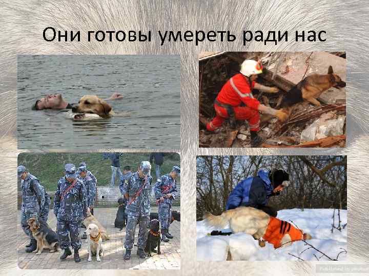 Они готовы умереть ради нас 