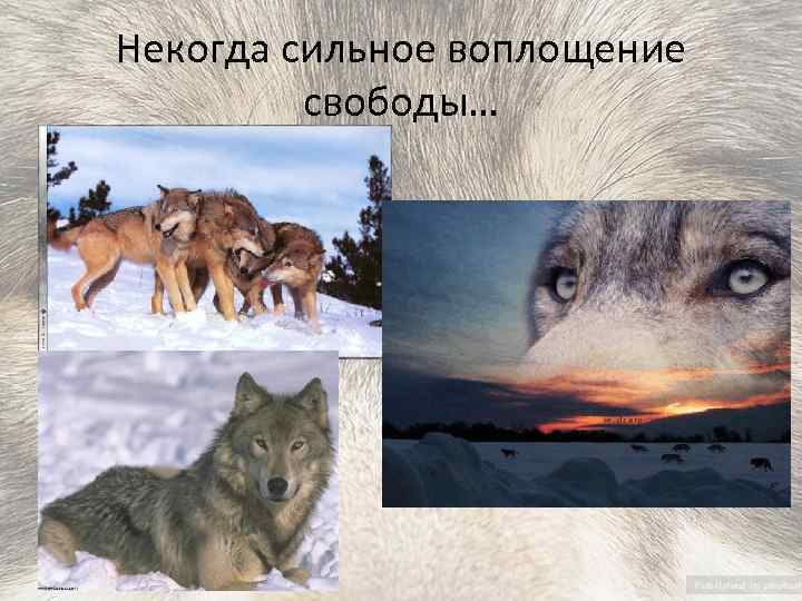 Некогда сильное воплощение свободы… 