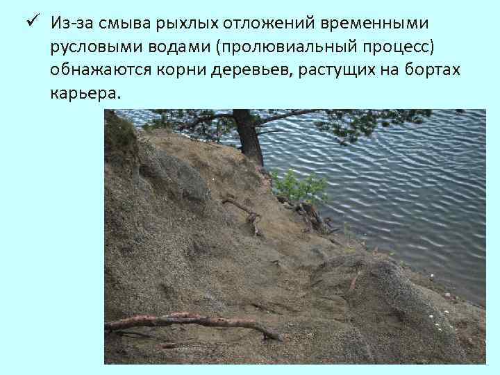 ü Из-за смыва рыхлых отложений временными русловыми водами (пролювиальный процесс) обнажаются корни деревьев, растущих