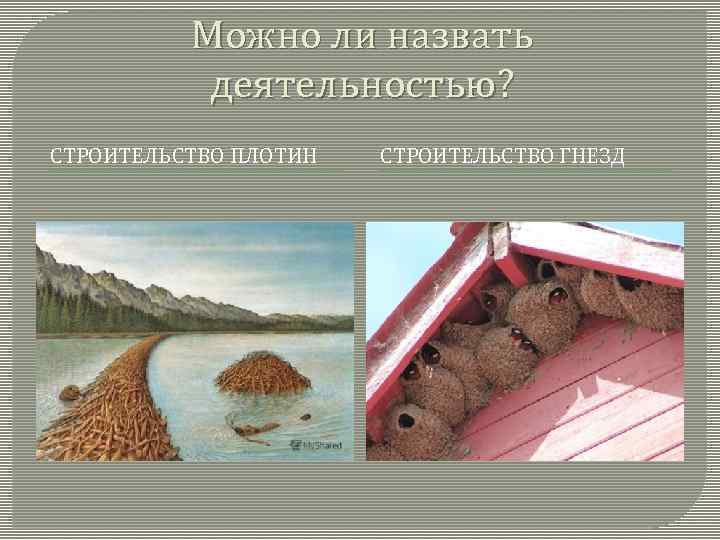 Можно ли назвать деятельностью? СТРОИТЕЛЬСТВО ПЛОТИН СТРОИТЕЛЬСТВО ГНЕЗД 