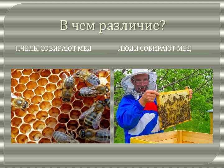 В чем различие? ПЧЕЛЫ СОБИРАЮТ МЕД ЛЮДИ СОБИРАЮТ МЕД 