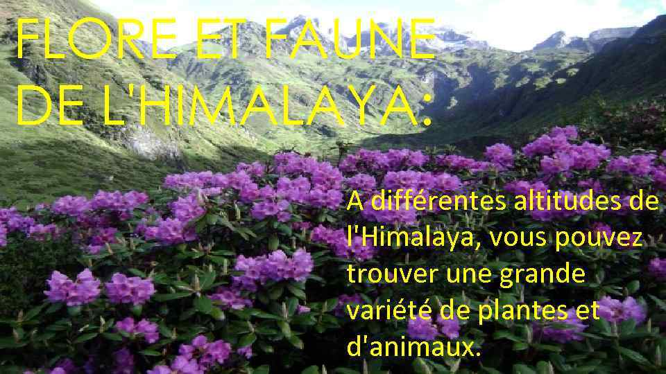 FLORE ET FAUNE DE L'HIMALAYA: A différentes altitudes de l'Himalaya, vous pouvez trouver une