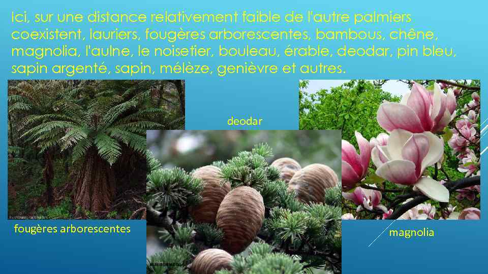 Ici, sur une distance relativement faible de l'autre palmiers coexistent, lauriers, fougères arborescentes, bambous,