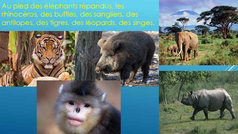 Au pied des éléphants répandus, les rhinocéros, des buffles, des sangliers, des antilopes, des