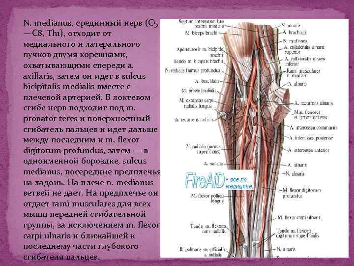 N. medianus, срединный нерв (C 5 —С 8, Th 1), отходит от медиального и