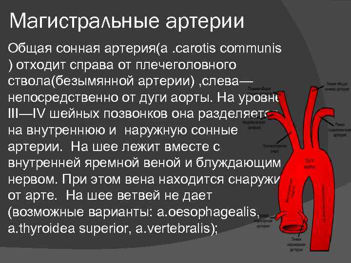 Магистральные артерии Общая сонная артерия(a. carotis communis ) отходит справа от плечеголовного ствола(безымянной артерии)