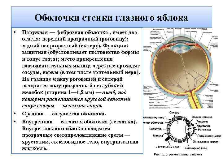Оболочки стенки глазного яблока • • • Наружная — фиброзная оболочка , имеет два
