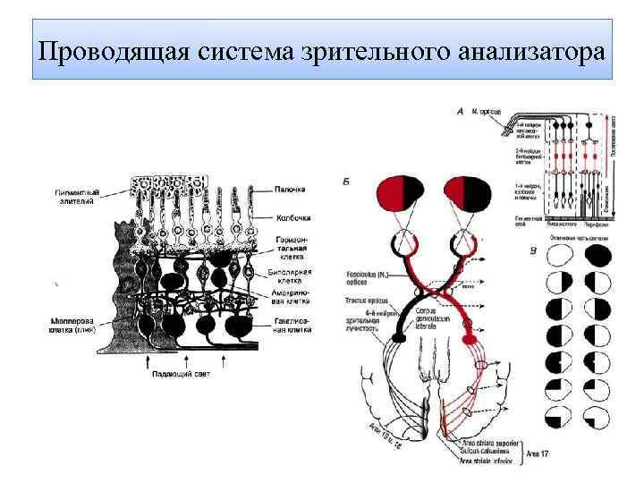 Проводящая система зрительного анализатора 