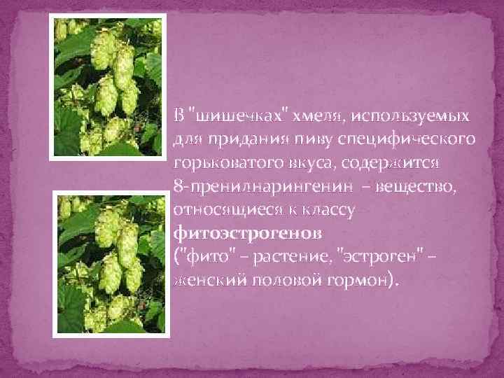 В "шишечках" хмеля, используемых для придания пиву специфического горьковатого вкуса, содержится 8 -пренилнарингенин –