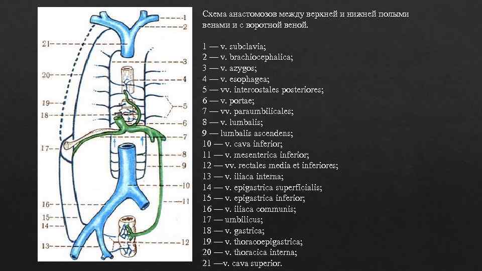 Верхняя полая вена рисунок