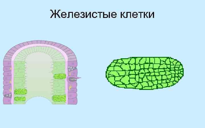 Железистые клетки 