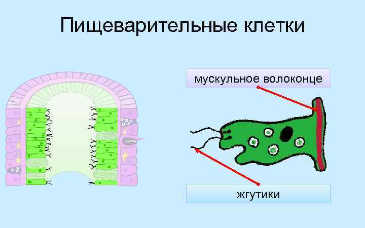 Пищеварительные клетки мускульное волоконце жгутики 