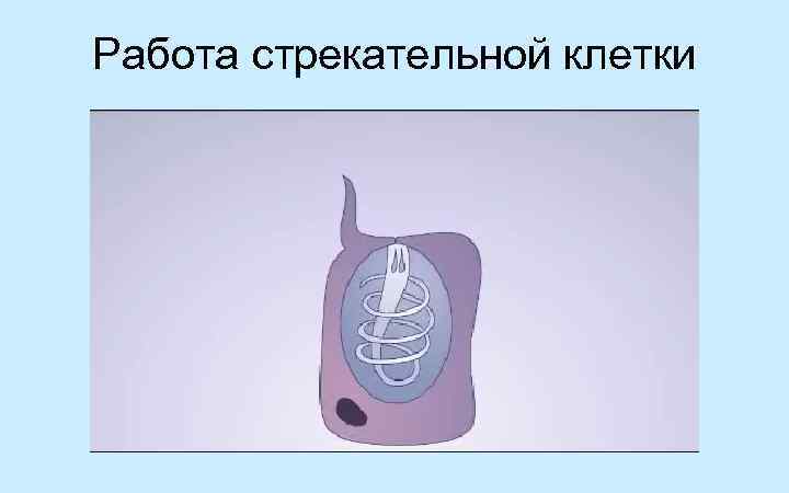 Работа стрекательной клетки 